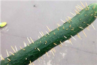 惊悚!普通的黄瓜已经无法满足老娘了!