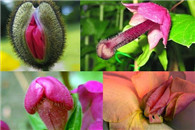 我好想躺在她下面 看她慢慢坐下来 真赤激!