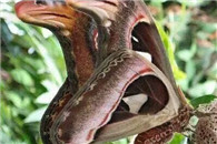 好诡异的蝴蝶 看得我眼睛都花了