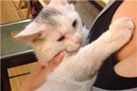 这是我的 谁都别抢 第二只喵表示不稀罕!