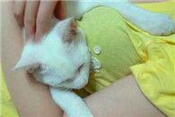 性福的喵星人 妈的活的不如猫啊 能别在单身狗面前秀恩爱吗?