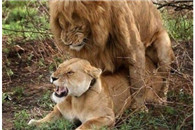 屌丝撸的时候自我脑补的情景 你敢承认吗?