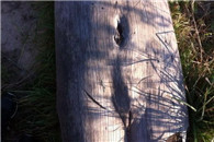 亮点图：我今天对着一棵树撸了一发 你们信吗?