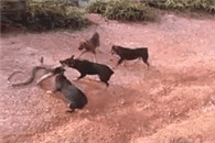 如何让女朋友安静下来 先学着吧 万一哪天你有女朋友了呢!