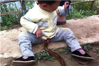 大鸡鸡：艾玛我要吓尿了 还好是黄鳝