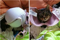 胸罩：这个本来就是装咪咪的东西 很合适啊!