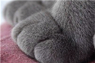 纯毛的真皮的天然萌的UGG想要不?