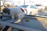 喜闻乐见铲屎的你知道该怎么做了吧!