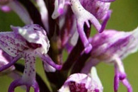 邪恶图片：好多小丁丁 的裸男花!