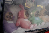 邪恶图片：脸都发霉的 天线宝宝。