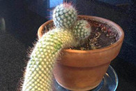 我家的仙人球 它每天都无精打采的样子 不知道给个美女它会不会好起来。