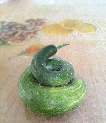 小黄瓜逆天了 你是 狗屎呢 还是狗屎呢！.jpg