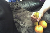 愚蠢无知愚蠢无知邪恶的人类 你到底要干嘛 到底要干嘛?