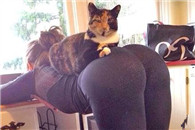 愚蠢的屌丝们，来给喵爷跪舔吧!