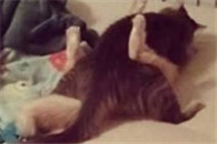 禽兽 你们在做什么?你们两个够了