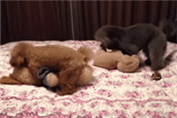 邪恶动态图 不看你后悔 第9期