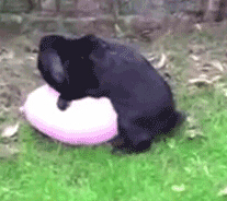 邪恶帮邪恶gif动态图： 据说小情侣们第一次的时候是酱紫的.