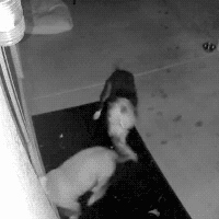 二货主人不敢抓：小狗砸踩气球玩拖啦