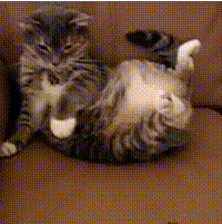 连这货也来抢狗狗的饭碗了：喵星人回来